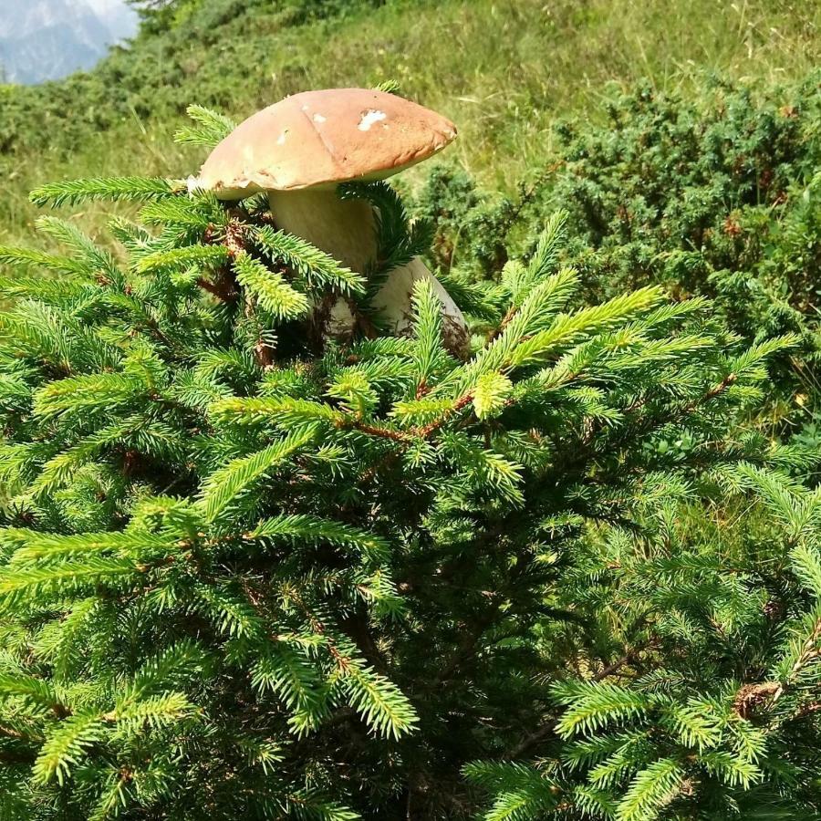 Da Nicola E Laura Daire Santo Stefano Di Cadore Dış mekan fotoğraf